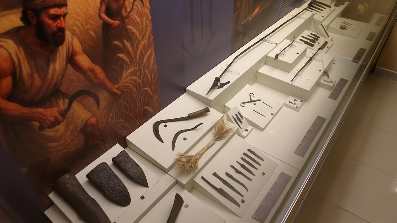 Çorum'da Hititlere ait 2 bin 800 yıllık orak ile Osmanlı dönemi orağı yan yana sergileniyor