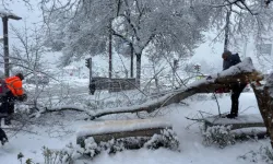 Ordu’da şiddetli kar, ağaçlara zarar verdi