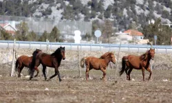 Yılkı atları için doğaya saman bırakıldı