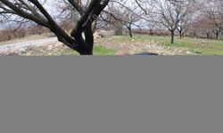 Malatya’da dolu bazı kayısı bahçelerinde zarara neden oldu