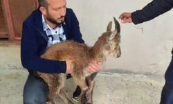 Doğanşehir'de yaralı halde bulunan yaban keçisi tedavi altına alındı