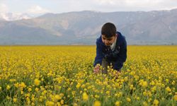 Hakkari'deki tarlalar sarı çiçeklerle renklendi