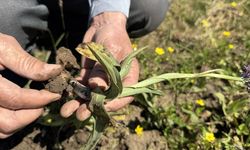 Karasal orkidenin endemik türleri ile çoğaltılabilen türleri belirleniyor
