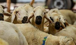 Kurban Hizmetlerinin Uygulanmasına Dair Tebliğ, Resmi Gazete'de