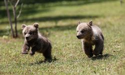 Mağarada bulunan yavru bozayılar "Fred" ve "Barney" Mersin'de özenle büyütülüyor