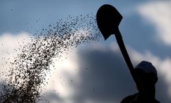 Tohum sektöründe AR-GE faaliyetlerine desteklerin yerliliği artırması bekleniyor