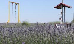 Tekirdağ'da lavanta tarlaları turizm sezonu için hazırlandı