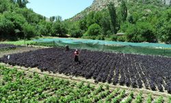 Arapgir mor reyhanı bölge çiftçisine gelir kaynağı oluyor