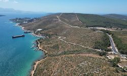 Bodrum Güvercinlik'te 4 yıl önce yanan alanlar dikilen fidanlarla yeşeriyor