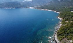 Akdeniz'deki ısınma ekosistemi yeniden şekillendiriyor