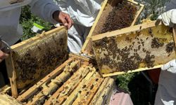 Coğrafi işaretli Ardahan çiçek balının hasadı bereketli başladı