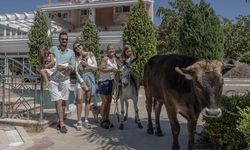 Sahiplendikleri farklı türdeki hayvanlara evlerini yuva yaptılar