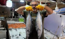 Sinop'ta sezonun ilk torikleri tezgahlarda yerini aldı