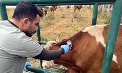 Ardahan'da 367 bin büyükbaş hayvanın yüzde 70'ine şap aşısı yapıldı