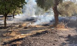 Aydın'ın Nazilli ilçesinde zeytinlik alanda çıkan yangın kontrol altına alındı