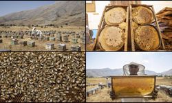 Zengin floraya sahip Munzur yaylalarında üretilen bal emekle hasat ediliyor