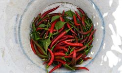 Bilecik'in tescilli 'Çukurören biberi'nin üretim alanı kuraklık nedeniyle azaldı