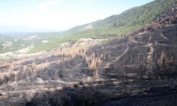 Denizli ve Uşak'ta 20 yılda 306 milyon fidan toprakla buluşturuldu