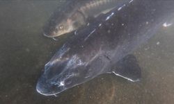 'Karadeniz'in biyolojik hazinesi' mersin balığının korunması için 4 ülke arasında işbirliğine gidildi