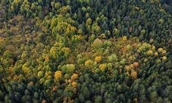 'Orman denizi' Karabük'te sonbaharın renkleri havadan görüntülendi