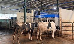 Robotla sağılan inekler özel yemle ödüllendiriliyor