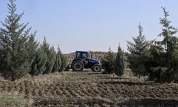 Ağaçlandırma seferberliğinin ilk yılında dikilen fidanlar ağaca dönüştü