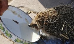 Aksaray'da bir çiftçi her sabah ahırına gelen kirpiyi sütle besliyor