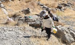 Kilometrelerce yürüyerek ulaştıkları dağlık alanda kaya balı hasadı yaptılar