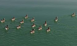 Kuş cenneti Erçek Gölü yaban kazlarına ev sahipliği yapıyor
