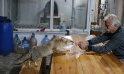 'Merdo' adını verdiği tilki ve ailesini elleriyle besliyor