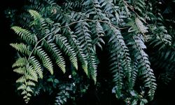 Antalya'da süs bitkileri için Organize Tarım Bölgesi kurulacak