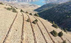 Doğu'da 9 milyon tohum ve fidan toprakla buluşturuldu