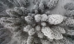 Ilgaz Dağı'nda kar ve sis etkili oldu