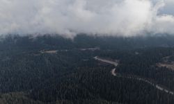 Ilgaz'da çam ağaçlarıyla bütünleşen sis dron ile görüntülendi