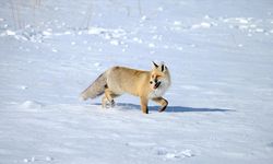 Kars'ta kızıl tilkiler karla kaplı arazide görüntülendi