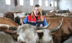 Kars'ta septisemi aşısıyla buzağı kayıplarının önüne geçilmesi hedefleniyor