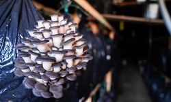 Kurslarla başlayan mantar yetiştiriciliği Güzelbahçe'de üretim modeline dönüştü