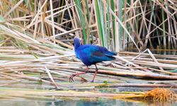 Nadir görülen saz horozları Mersin'deki Göksu Deltası'nda kayda alındı