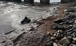 Tekirdağ'da poyraz nedeniyle sahilin bir kısmında kırmızı yosun birikti