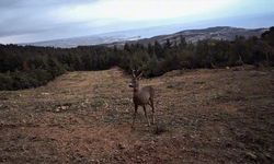 Tekirdağ'da yaban hayatı fotokapanla görüntülendi