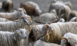 Tiftiğin ekonomiye kazandırılması için destek mekanizmaları geliştirilecek
