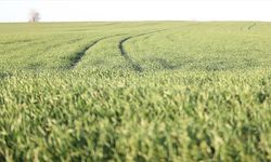 Trakya'da bu sene buğday erken boy attı