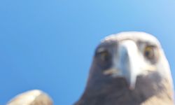 Tunceli'de kartalın 'dron avı'na tanıklık eden doğa tutkunu o anları anlattı