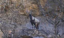 Tunceli'de yaban keçileri Munzur Vadisi'ne indi