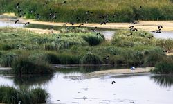 Türkiye'nin doğal sit alanı büyüklüğü 28 bin 907 kilometrekareye ulaştı