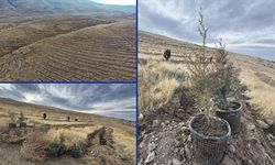 Türkiye'nin en kirli havasına sahip Iğdır'da bol oksijen için ağaçlandırma hamlesi