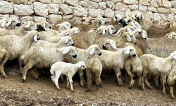 Malatya'da Kuzu Doğum Sezonu Başladı: Üreticiler Gece Gündüz Ağılda