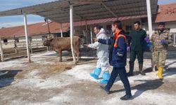 Akçadağ'da TİGEM Sultansuyu İşletmesi'nde Şap Hastalığı Alarmı