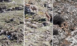 Beydağı'ndaki Dağ Keçileri Malatya'nın Doğal Zenginliğini Gözler Önüne Serdi
