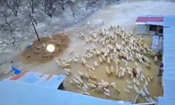 Darende'de Kuzu Doğumları Sürüyor